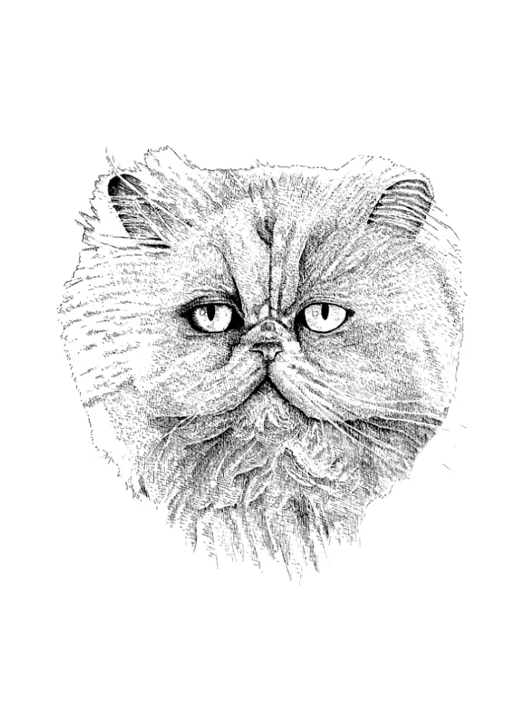 Chat portrait
