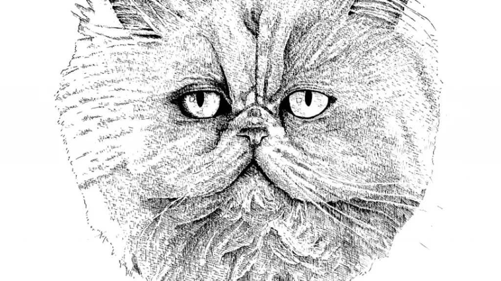 Chat portrait